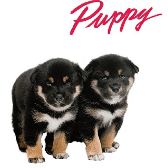 【セレクトバランス】　パピー用ラム SELECT BALANCE セレクトバランス パピー ラム 小粒 子犬・母犬