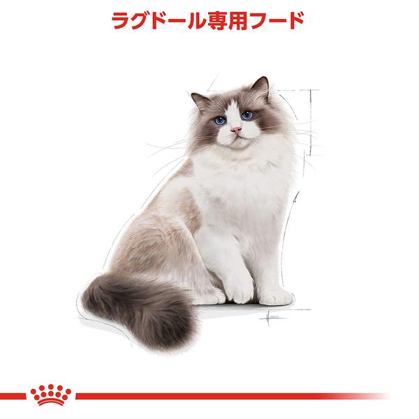 ロイヤルカナン 猫 ラグドール 成猫用 2kg×2個セット 正規品｜nyanko｜03