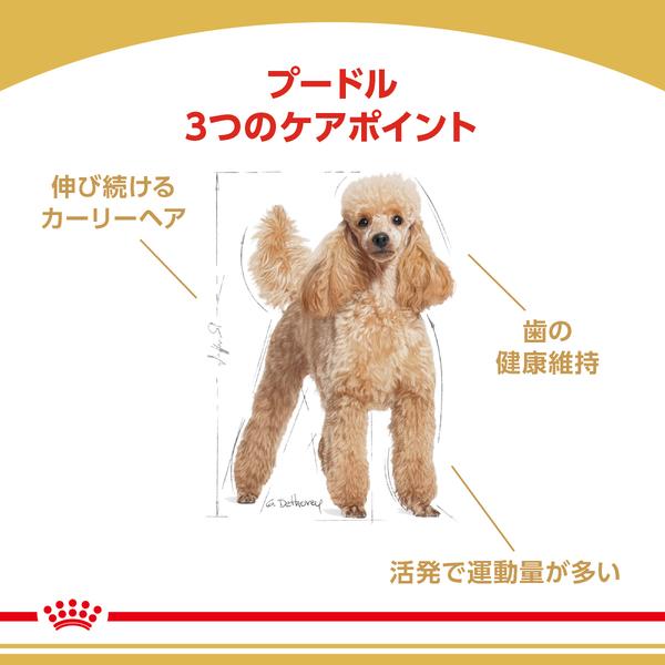 ロイヤルカナン 犬 プードル 成犬用 3kg ドッグフード フード 犬用 犬｜nyanko｜02