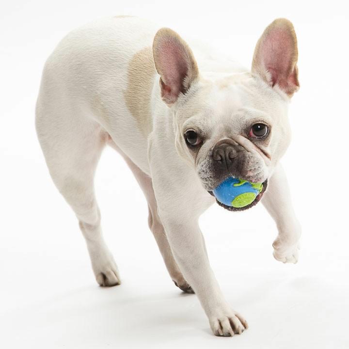 オービータフ ボール M ラズベリー ダッドウェイ 犬用 おもちゃ M にゃんこの生活 通販 Yahoo ショッピング