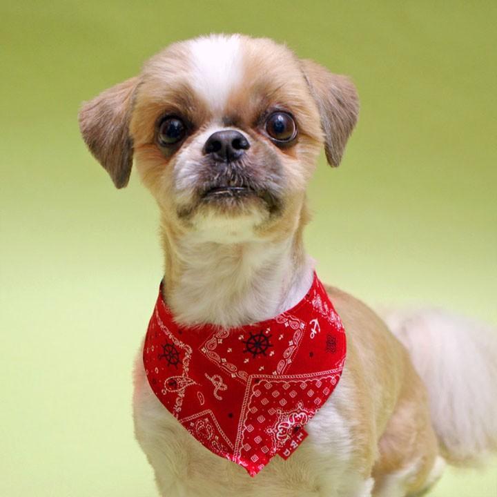 バンダナ ペイズリーマリン M 4640 犬と生活 D B メール便 バンダナ 犬 犬用 ペット おしゃれ 可愛い M にゃんこの生活 通販 Yahoo ショッピング
