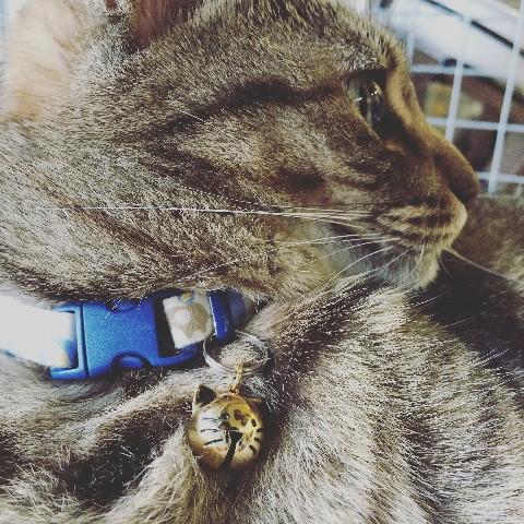 ネコ ねこ キャット 首輪 チャーム 鈴 すず 猫顔 シルバー ゴールド ねこ鈴 Y002 にゃんぱく宣言 通販 Yahoo ショッピング