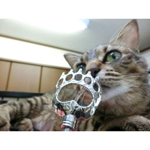 猫 ネコ ねこ キャット まごの手 孫の手 伸縮 さし棒 (にゃんこ掻きの