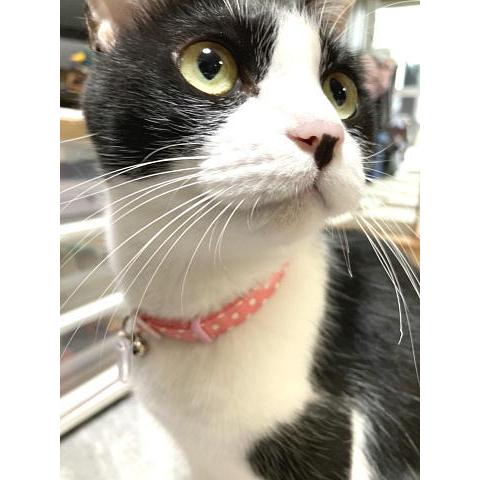にゃんぱく宣言 猫 ネコ ねこ キャット 首輪 安全バックル 軽い 負担