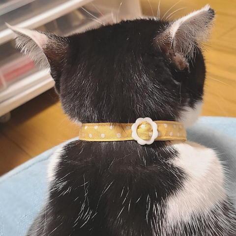 にゃんぱく宣言 猫 ネコ ねこ キャット 首輪 安全バックル 軽い 負担