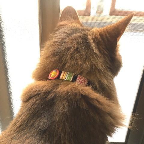 猫 ネコ ねこ キャット 首輪 安全バックル 軽い 負担少ない 手作り ソフト 猫用首輪 千代紙 Y057 にゃんぱく宣言 通販 Yahoo ショッピング