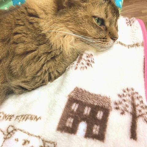 猫 ネコ ねこ キャット フリース ひざ掛け 手作り ( 猫柄 やわらか