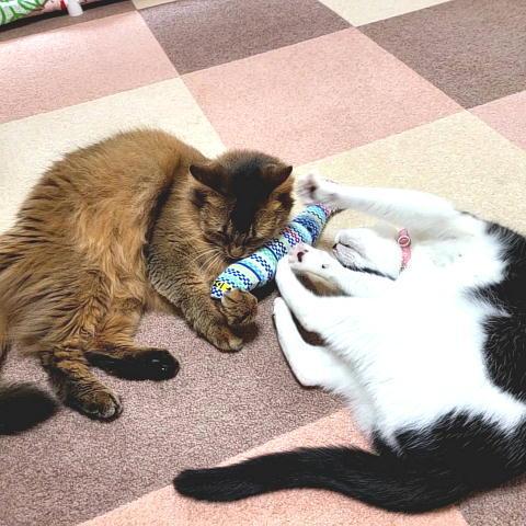 猫 ネコ ねこ キッカー おもちゃ キャットニップ 魚 けりぐるみ ケリケリ ハーブ サンマちゃん Y079 にゃんぱく宣言 通販 Yahoo ショッピング