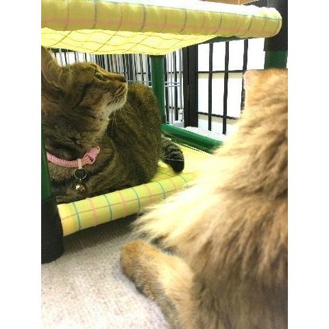 にゃんぱく宣言 キャットタワー ハンモック 猫 ネコ ねこ 軽量 ニャン