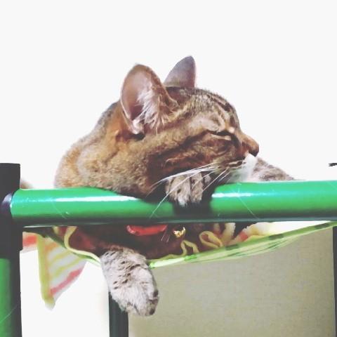 にゃんぱく宣言 キャットタワー ハンモック 猫 ネコ ねこ 軽量 ニャン