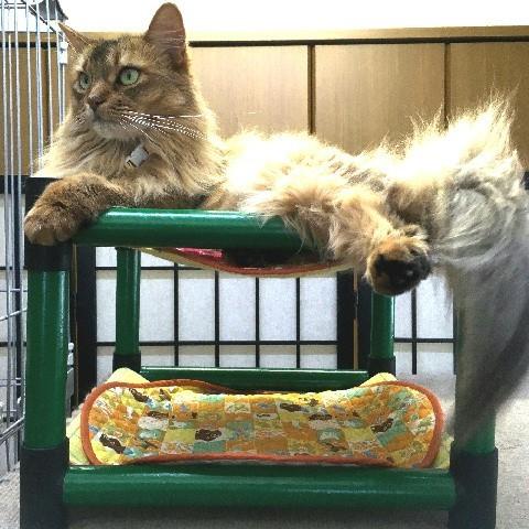 にゃんぱく宣言 キャットタワー ハンモック 猫 ネコ ねこ 軽量 ニャン