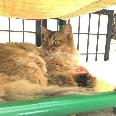 にゃんぱく宣言 キャットタワー ハンモック 猫 ネコ ねこ 軽量 ニャン