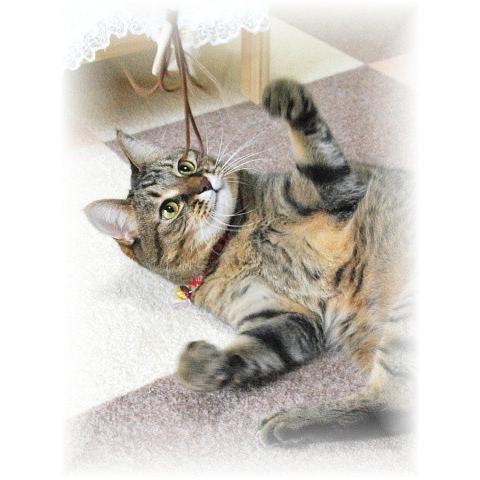 猫 ネコ ねこ じゃらし ジャラシ おもちゃ 付け替え 棒なし 手作り 合皮 ムチ 付替じゃらしペシペシ Y171 にゃんぱく宣言 通販 Yahoo ショッピング