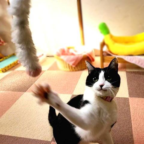 猫 ネコ ねこ じゃらし ジャラシ おもちゃ 付け替え 棒なし 手作り キラキラ ビニール リボン 付替じゃらしキラヒモ Y1 にゃんぱく宣言 通販 Yahoo ショッピング