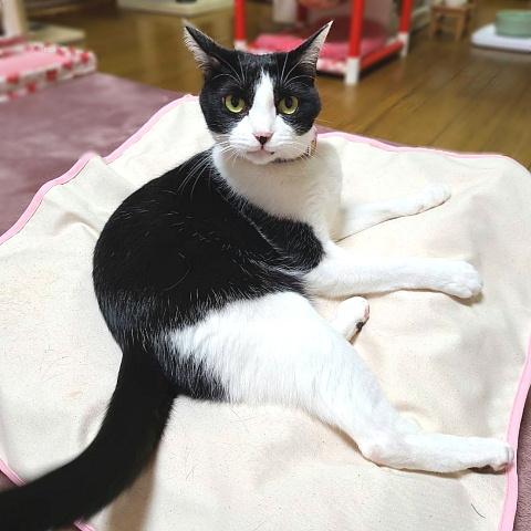 猫 ネコ ねこ キャット カバー ベッド 帆布 手作り (正方形クッションカバー・生成)(296)｜nyanpakusengen｜04