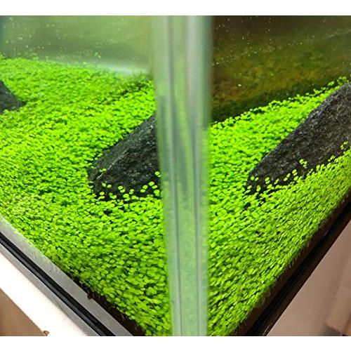 水中のグリーン絨毯 水草の種 ミニリーフ S 0626 オンライン プレミア ストア 通販 Yahoo ショッピング