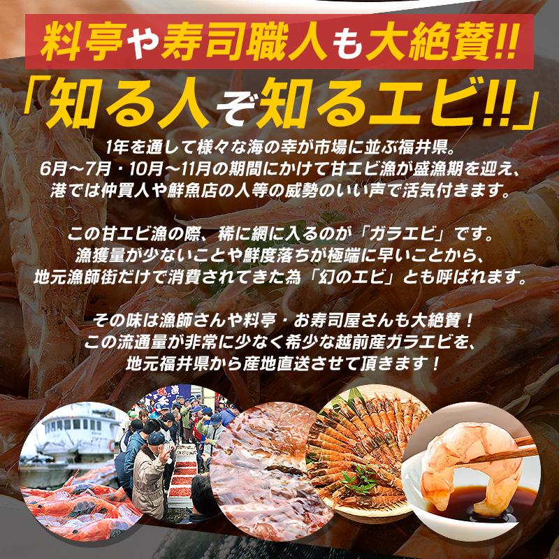 ガラエビ がらえび がらエビ 1kg 500g×2箱 ガマエビ ガサエビ モサエビ 刺身 越前産 福井県 ギフト 父の日｜o-select-fukui｜04