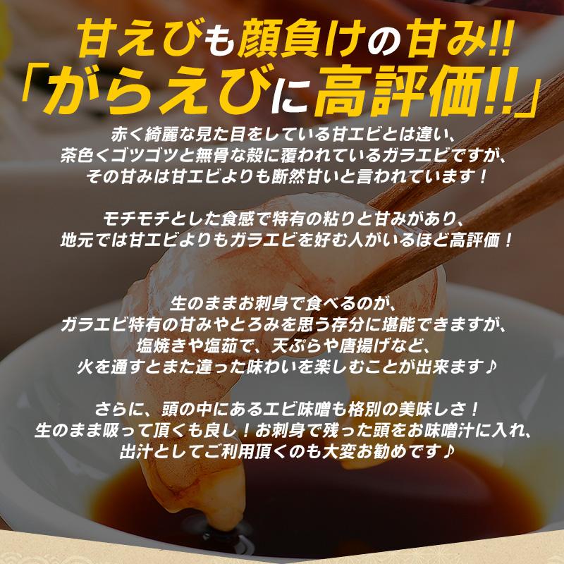 ガラエビ がらえび がらエビ 500g ガマエビ ガサエビ モサエビ 刺身 越前産 福井県 ギフト 父の日｜o-select-fukui｜07