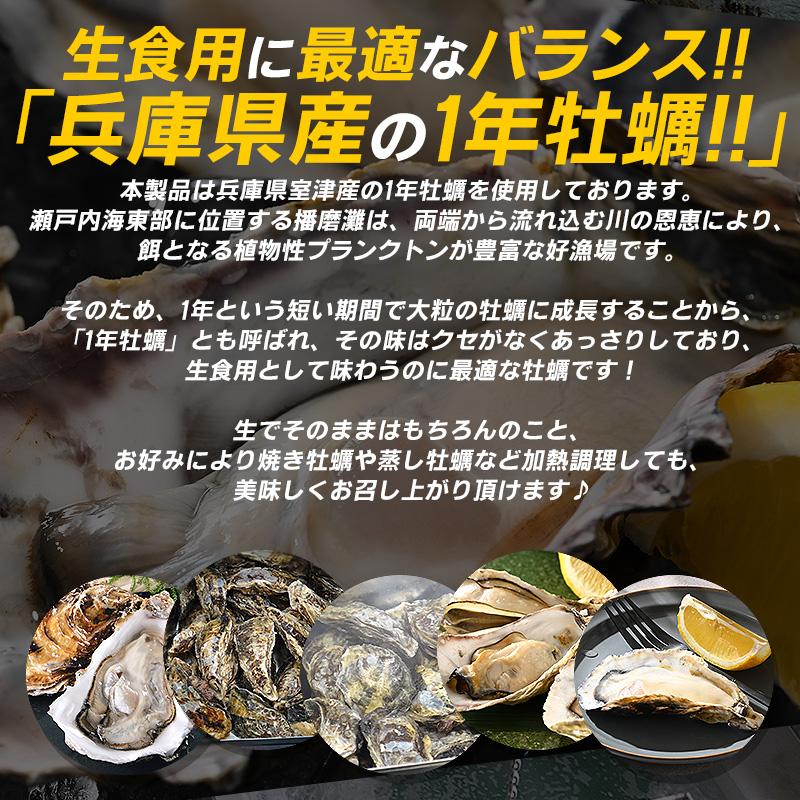 カキ かき 牡蠣 生食用 殻付き 12個 冷凍 兵庫県室津産 冷凍殻付き牡蠣 ギフト 父の日｜o-select-fukui｜05