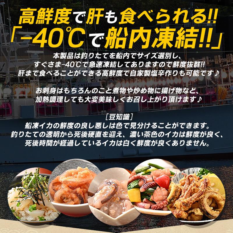 するめいか 丸物１５キロ ほっきょ庵 するめいか スルメイカ生 スルメイカ 冷凍 いか イカ 7杯