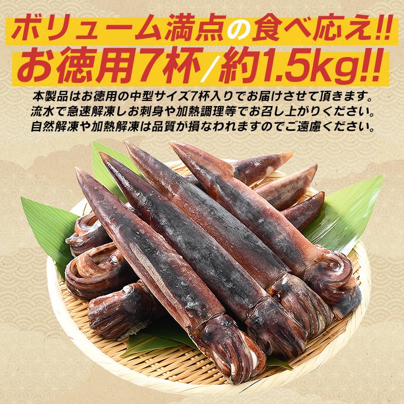 ほっきょ庵 するめいか スルメイカ生 スルメイカ 冷凍 いか イカ 7杯