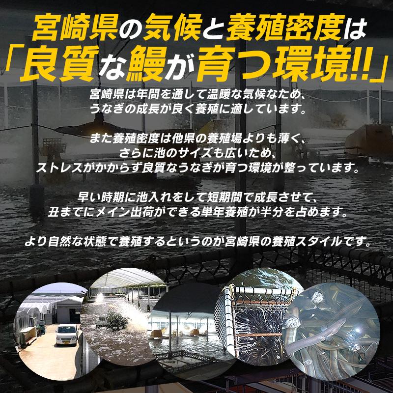 うなぎ 鰻 蒲焼き 国産 2尾 鰻の蒲焼 うなぎ蒲焼 宮崎県産 大サイズ 165g前後×2尾 山椒付き鰻蒲焼のタレ×2袋 宮崎 ギフト 父の日｜o-select-fukui｜05