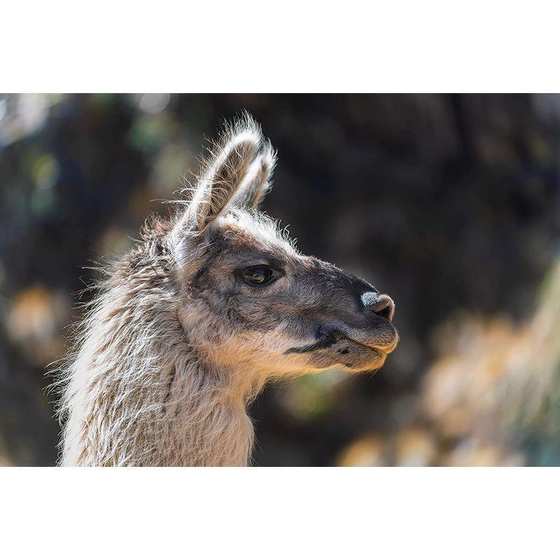 【正規販売店】 タムロン 35-150mm F/2-2.8 Di III VXD ソニーEマウント用 （Model：A058） 【CEG3220266547】(115599円)