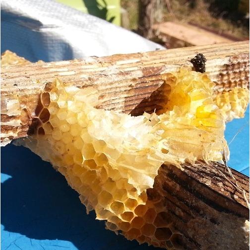 日本みつ 日本蜜蜂 130g 天然日本ミツバチ 国産 長野信州産