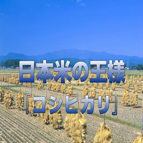 宮城県産 コシヒカリ 30kg 令和5年産 送料無料【LINE友達登録で200円OFFクーポン配布中】米 白米 玄米 白米5kg×6袋 玄米15kg×2袋｜obaajitukami｜08