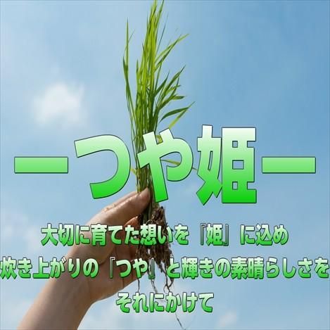 つや姫 宮城県産つや姫20kg 令和6年産 送料無料【LINE友達登録で