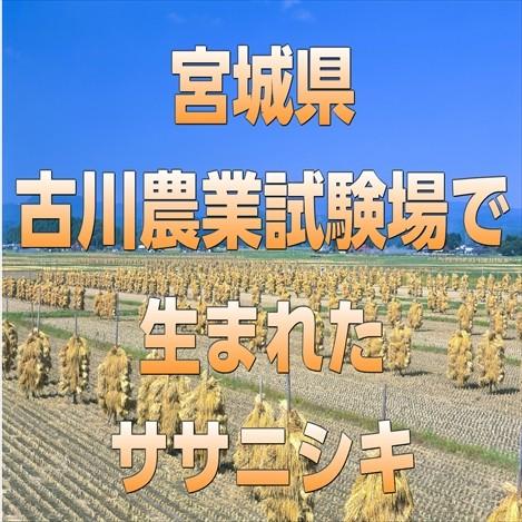 ササニシキ 宮城県産 ササニシキ25kg 令和7年産 送料無料【LINE友達