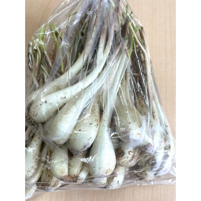NEW 沖縄県産島らっきょう 500g ※宅急便（冷蔵）ご確認くださいませ