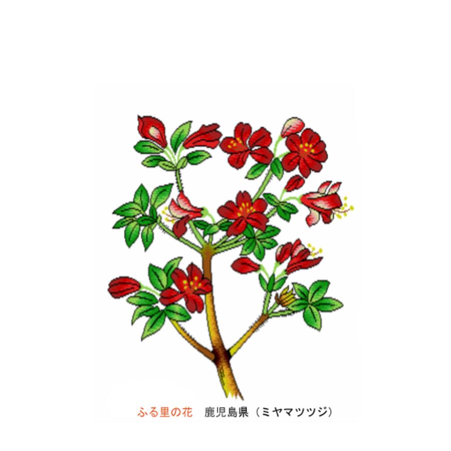 花 イラスト ポストカード 絵葉書 イラスト画「ふる里の花」鹿児島県