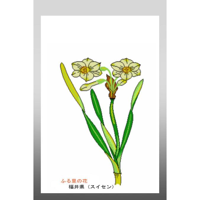 花 イラスト ポストカード 絵葉書 イラスト画 ふる里の花 福井県 スイセン 26 Fukui がま口財布 おび蔵 通販 Yahoo ショッピング
