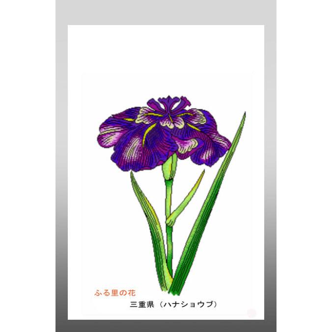 花 イラスト ポストカード 絵葉書 イラスト画「ふる里の花」愛知県（カキツバタ）｜obikura｜02