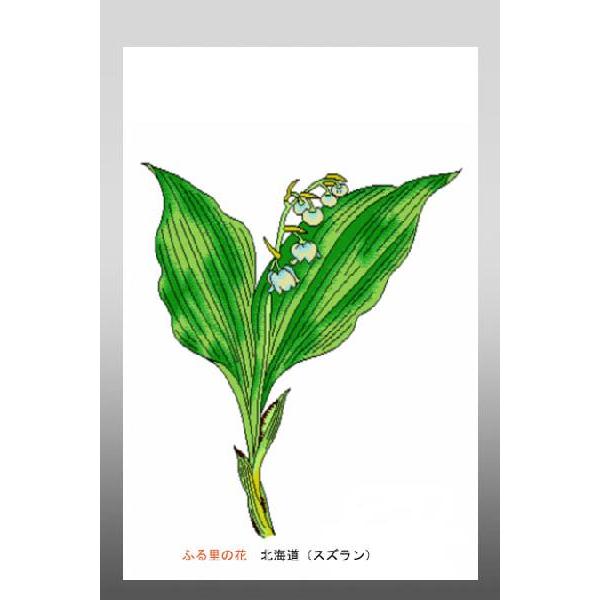 花 イラスト ポストカード 絵葉書 イラスト画「ふる里の花」北海道（スズラン）｜obikura