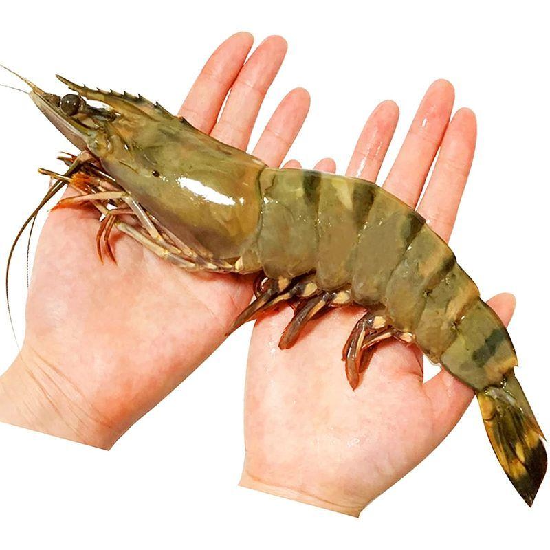 限定価格セール 有頭海老10尾 1尾約130g 約27 特大ブラックタイガー 1 3 Bt 2箱 人気特価激安 Turningheadskennel Com