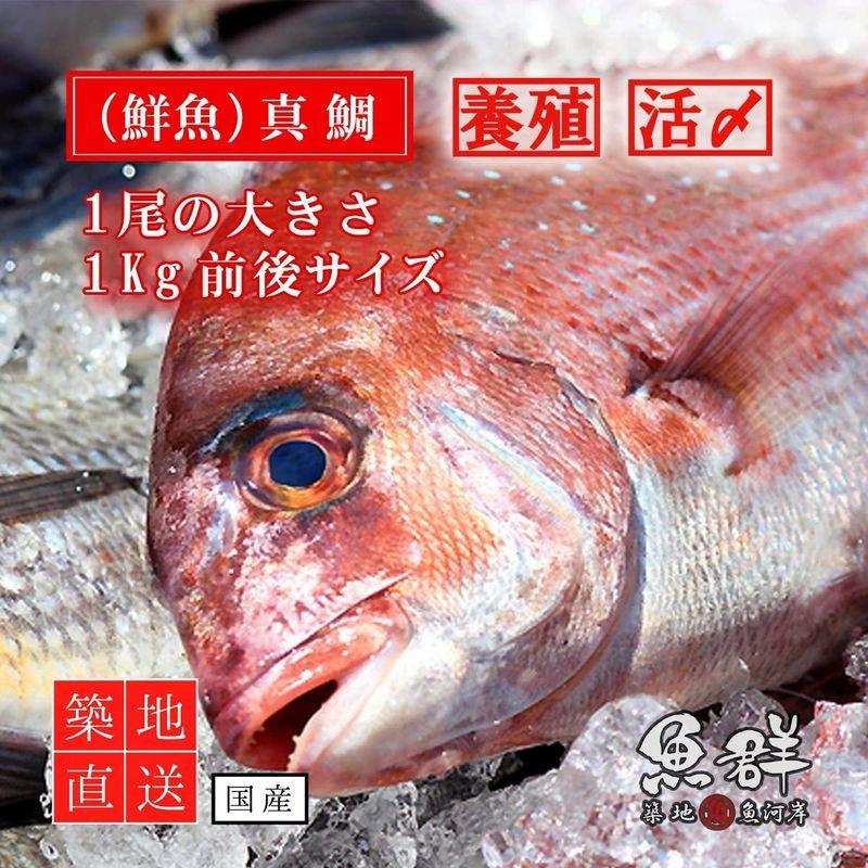 築地魚群 養殖 鯛 たい 国産 1尾 1kg前後サイズ 魚 鮮魚 Glasgowdisabledscouts Org