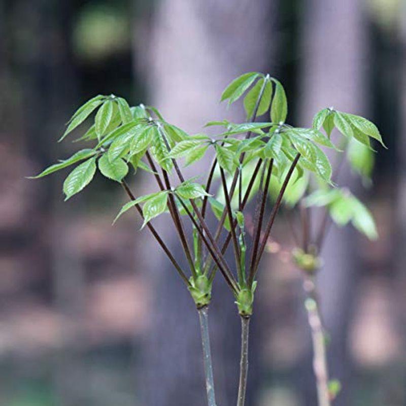 オンラインストア購入 紫桜館山の花屋山菜苗 コシアブラ 樹高30 50cm素掘り苗株 山菜苗 落葉高木 紅葉する樹木 漉油 ネット用語 Clinicaaldente Es