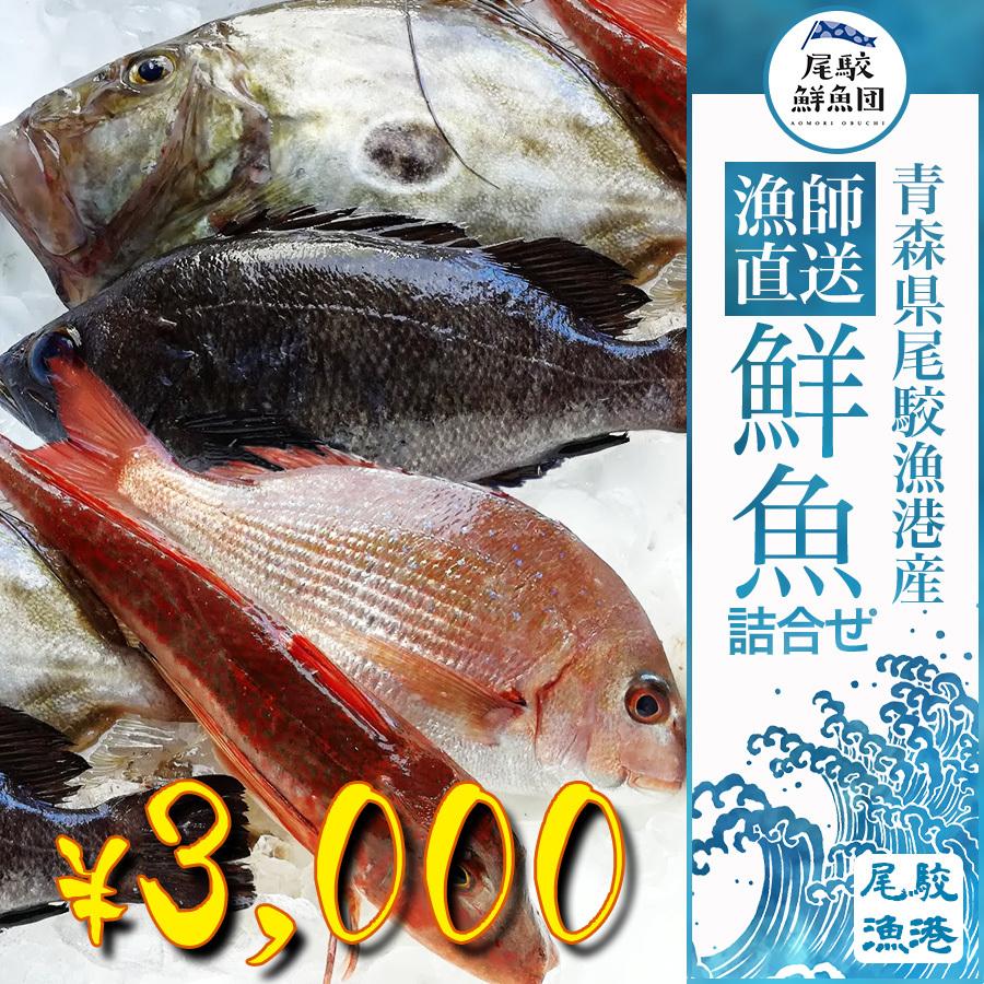 朝獲れ 鮮魚 セット 青森 尾駮漁港 3000円 贈り物 お歳暮 魚詰合せ｜obuchisengyodan