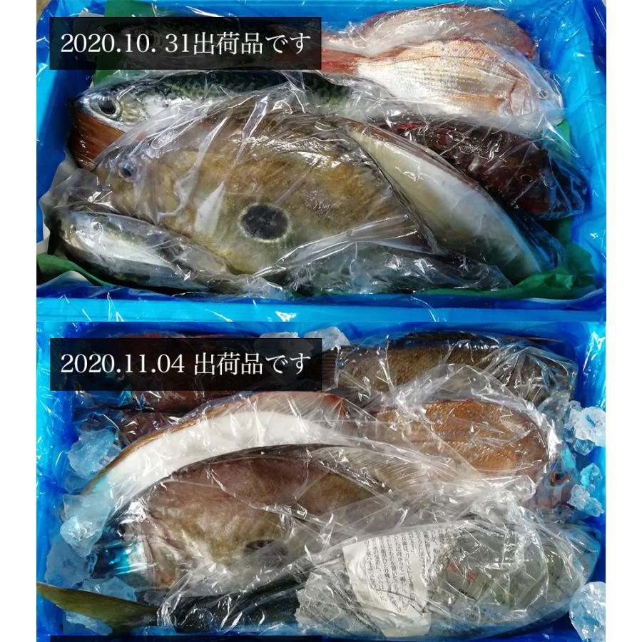 朝獲れ 鮮魚 セット 青森 尾駮漁港 6000円 贈り物 お歳暮 魚詰合せ 送料無料 |  | 01