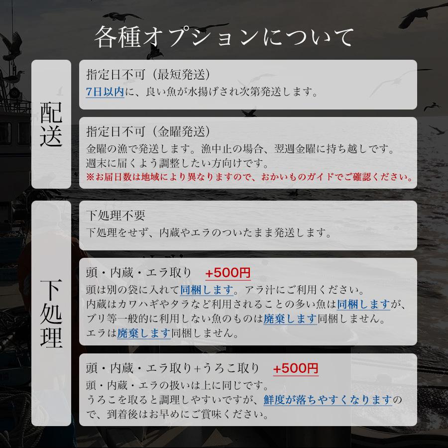 朝獲れ 鮮魚 セット 青森 尾駮漁港 6000円 贈り物 お歳暮 魚詰合せ 送料無料 |  | 03