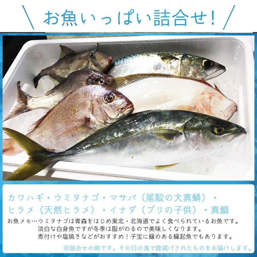朝獲れ 鮮魚 セット 青森 尾駮漁港 6000円 贈り物 お歳暮 魚詰合せ 送料無料 |  | 09