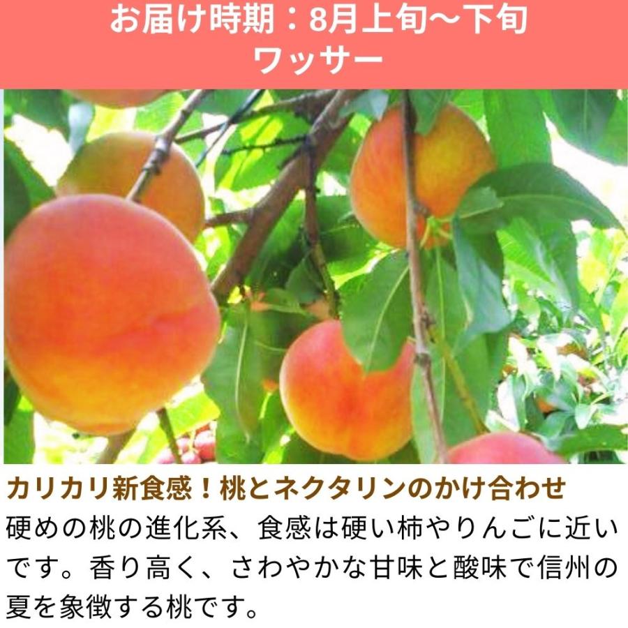 ワッサー 桃 約3kg /冷蔵便 送料無料 長野県産 夏ギフト お中元 産地 