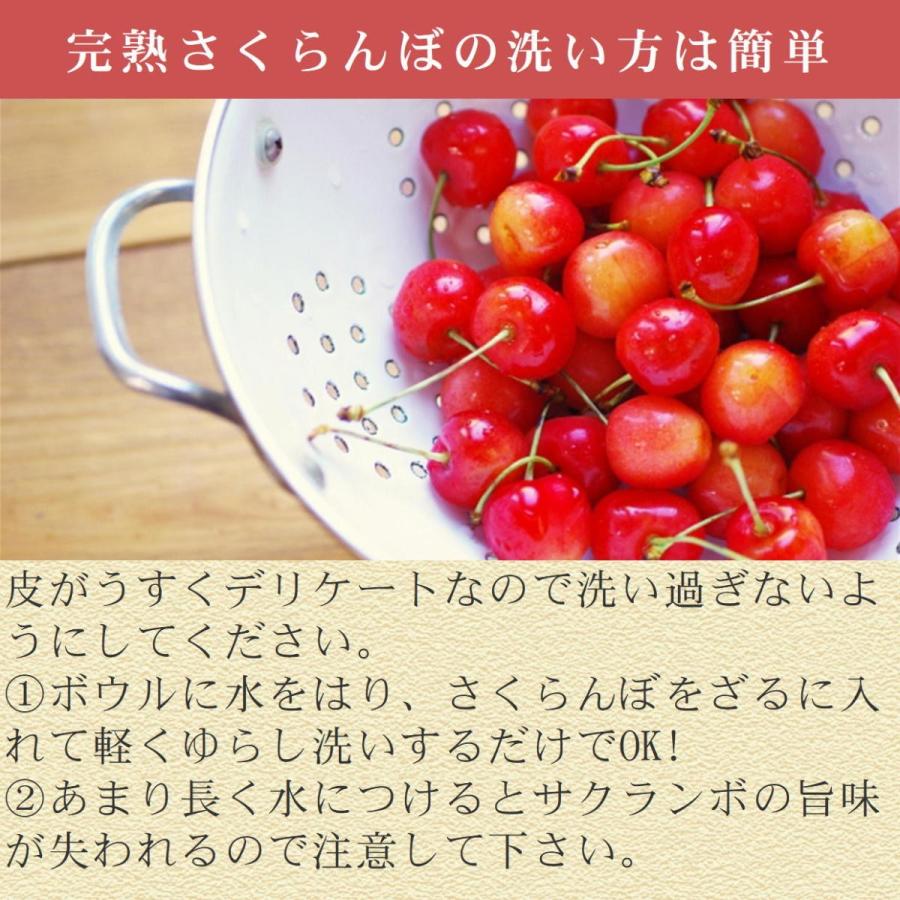 さくらんぼ 佐藤錦 約2kg /送料無料 冷蔵 クール 長野 産地直送 果物 フルーツ チェリー 信州 小布施 数量限定｜obuse-ya63｜05