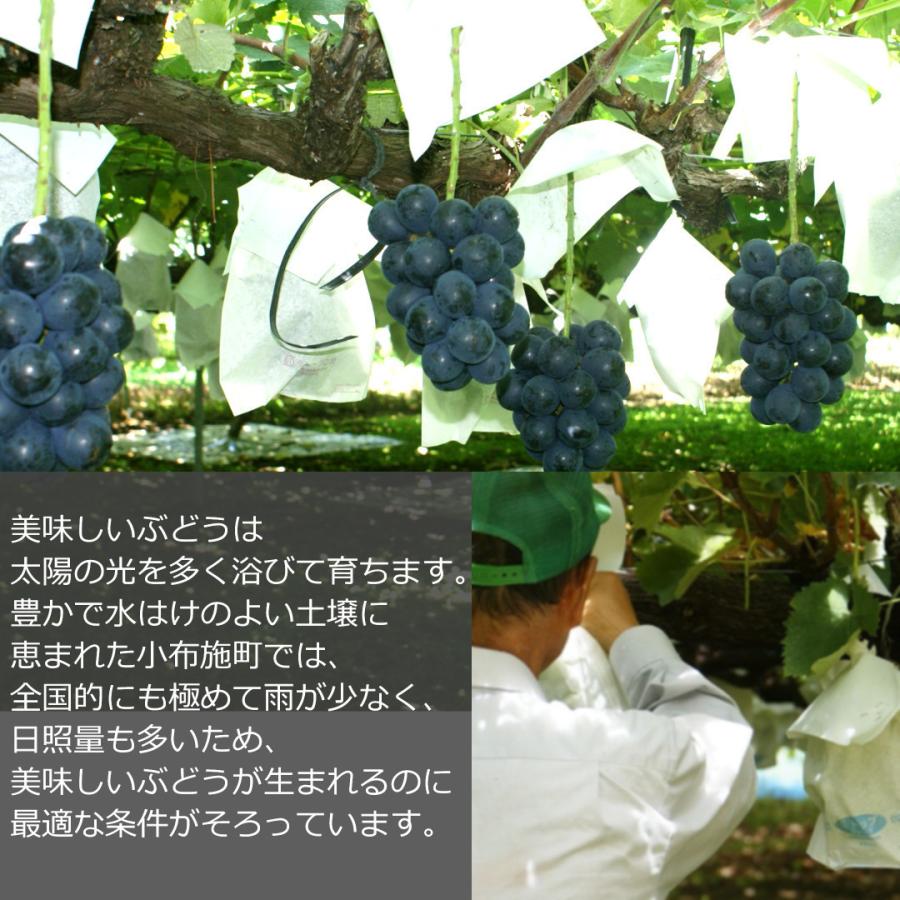 ぶどう ナガノパープル 約3kg /送料無料 冷蔵 クール 長野 産地直送