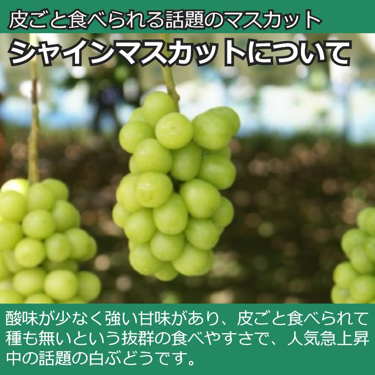 ぶどう シャインマスカット 約3kg /送料無料 常温便 長野 産地直送