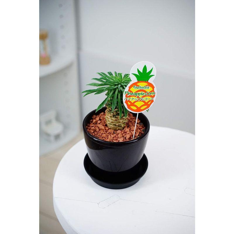 芸能人愛用はなみどり 多肉植物 パイナップルコーン グリーン