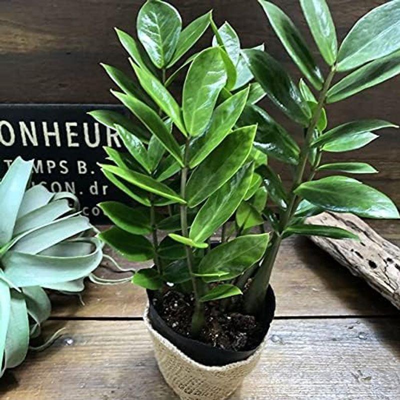 激安特価品ザミーフォリア 観葉植物 インテリア 希少 農業用 | zs-pitin.cz