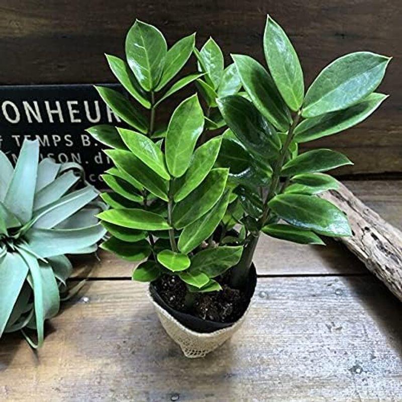 激安特価品ザミーフォリア 観葉植物 インテリア 希少 農業用 | zs-pitin.cz